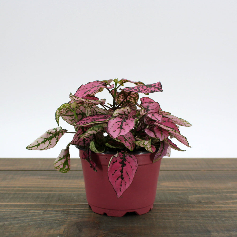Hypoestes phyllostachya Polka Dot Plant, 4 Inch Houseplants