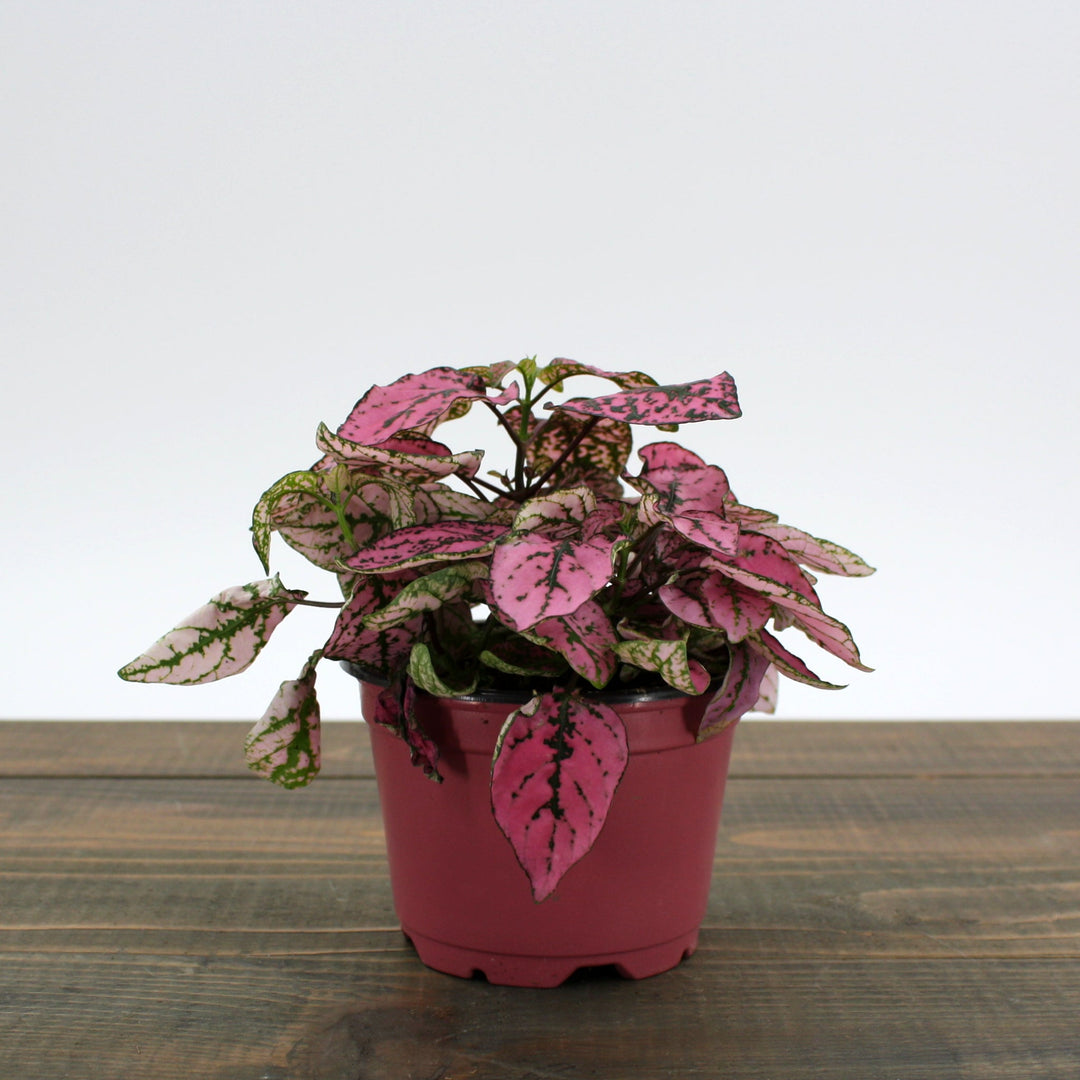 Hypoestes phyllostachya Polka Dot Plant, 4 Inch Houseplants