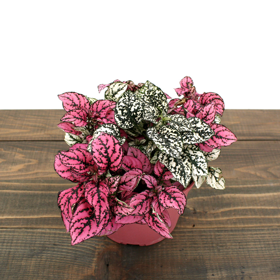 Hypoestes phyllostachya Polka Dot Plant, 6 Inch Houseplants