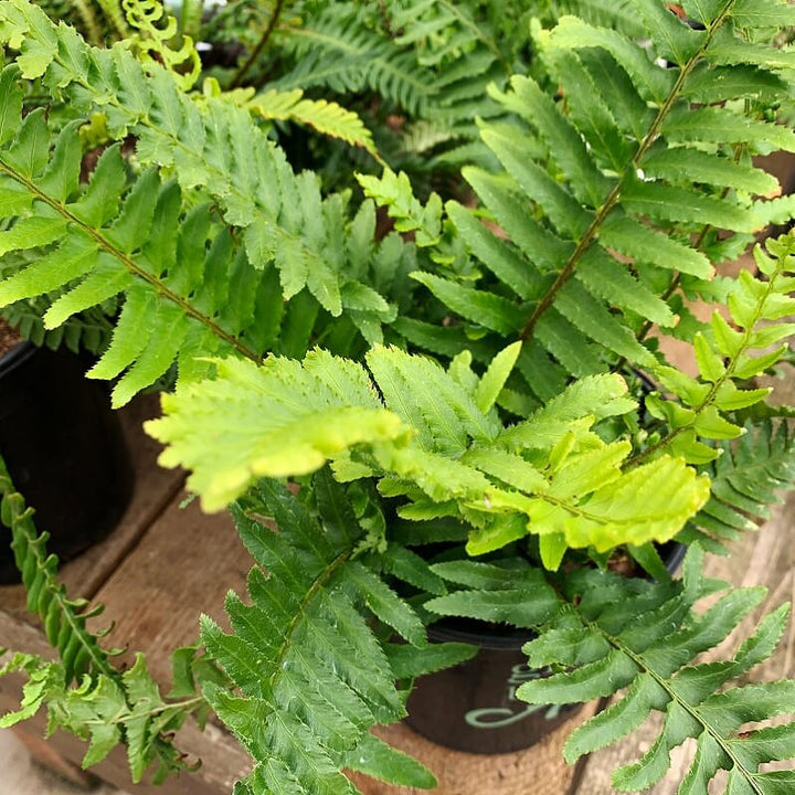 Polystichum munitum Sword Fern, 1 Gallon Perennials