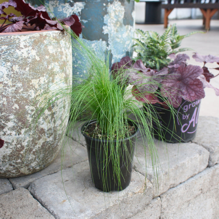 Stipa tenuissima Pony Tails Feather Grass, 1 Quart Perennials