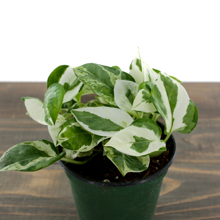 Al's Garden & Home 'Pearl and Jade' Pothos (Epipremnum aureum), 4 Inch houseplant