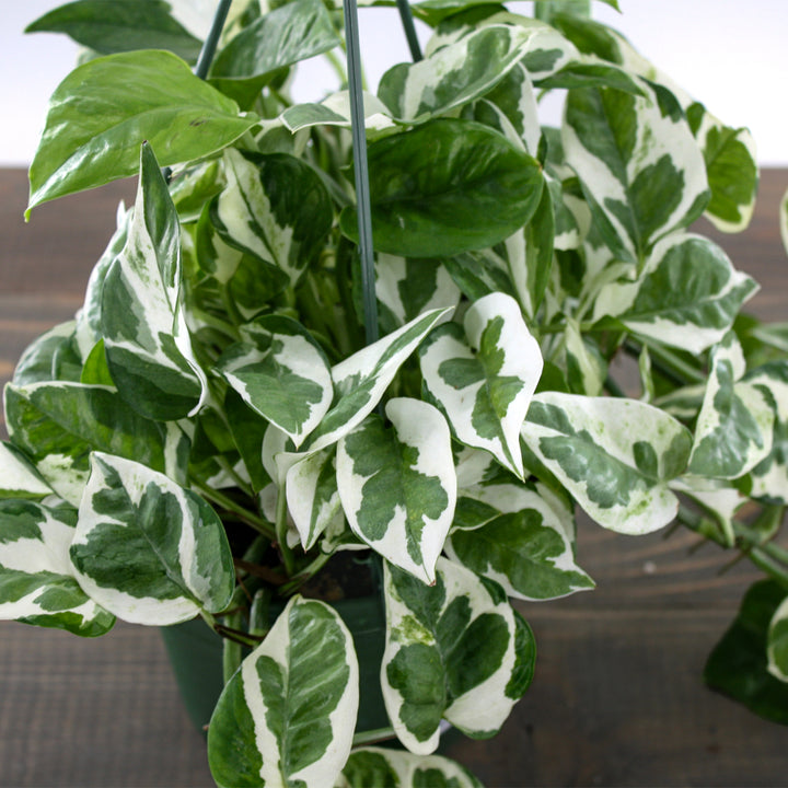 Al's Garden & Home 'Pearl and Jade' Pothos (Epipremnum aureum), 4 Inch houseplant