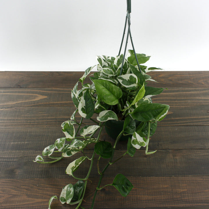 Al's Garden & Home 'Pearl and Jade' Pothos (Epipremnum aureum), 4 Inch houseplant