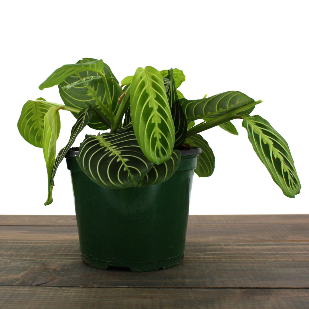 Maranta leuconeura 'Lemon Lime' Prayer Plant, 6 Inch Houseplants