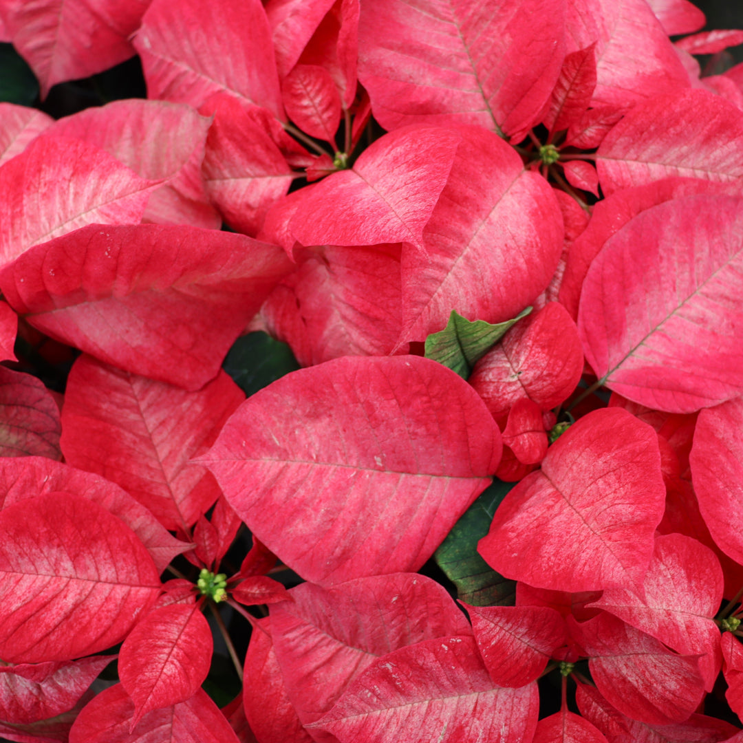 Euphorbia pulcherrima 'Premium Ice Crystal' Poinsettia, 4 Inch Annuals