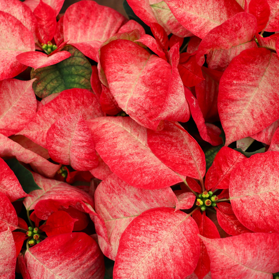 Euphorbia pulcherrima 'Premium Picasso' Poinsettia, 4 Inch Annuals