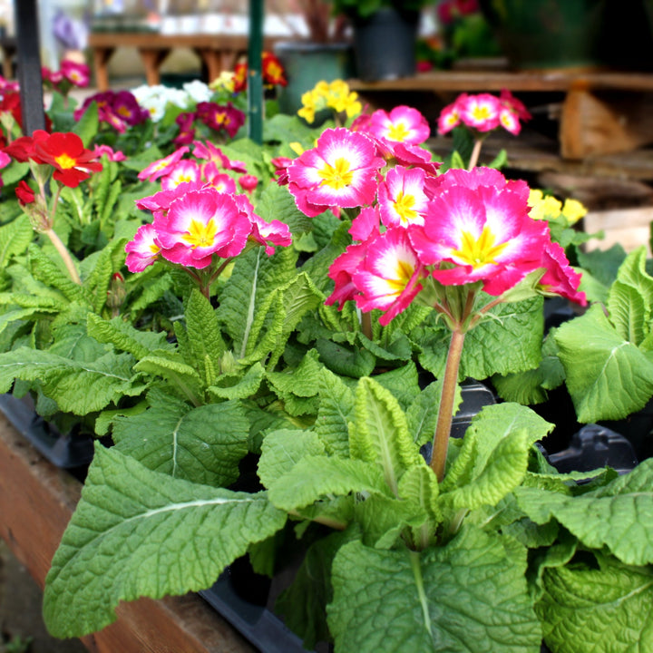 Primula x polyantha Polyanthus Primrose, 1 Quart Annuals