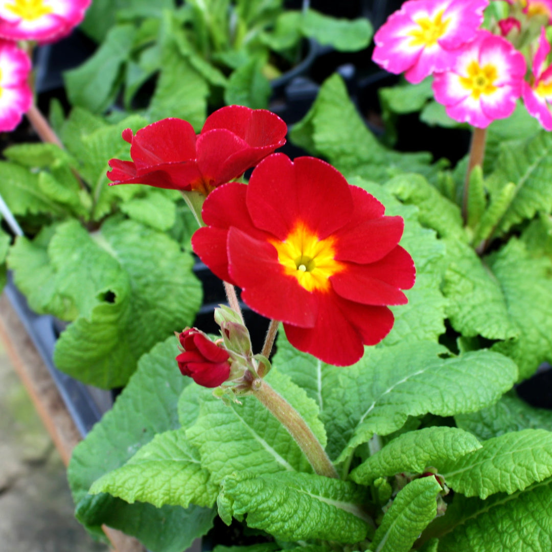 Primula x polyantha Polyanthus Primrose, 1 Quart Annuals