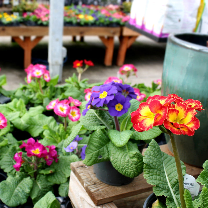 Primula x polyantha Polyanthus Primrose, 1 Quart Annuals