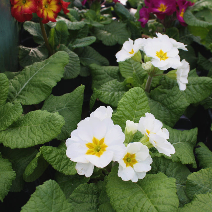 Primula x polyantha Polyanthus Primrose, 1 Quart Annuals