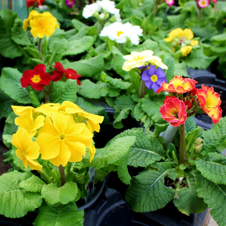 Primula x polyantha Polyanthus Primrose, 1 Quart Annuals