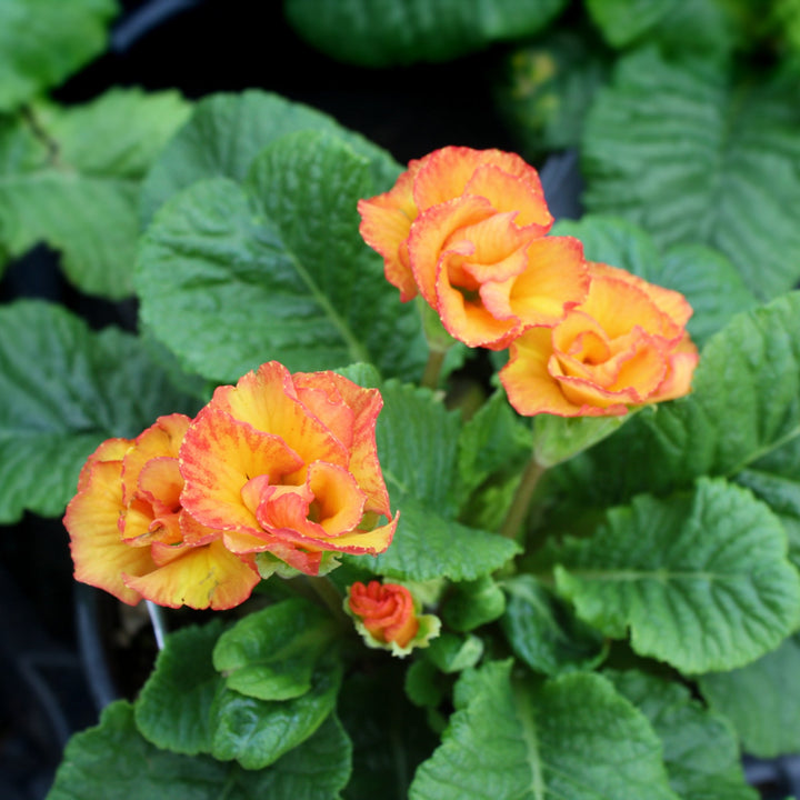 Primula acaulis Primrose Primlet, 1 Quart Annuals