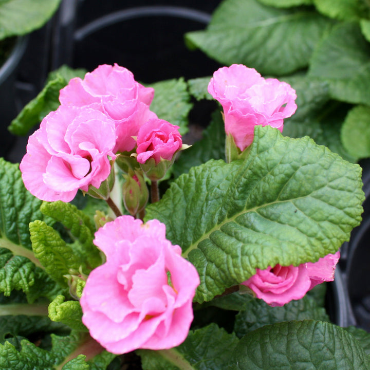 Primula acaulis Primrose Primlet, 1 Quart Annuals