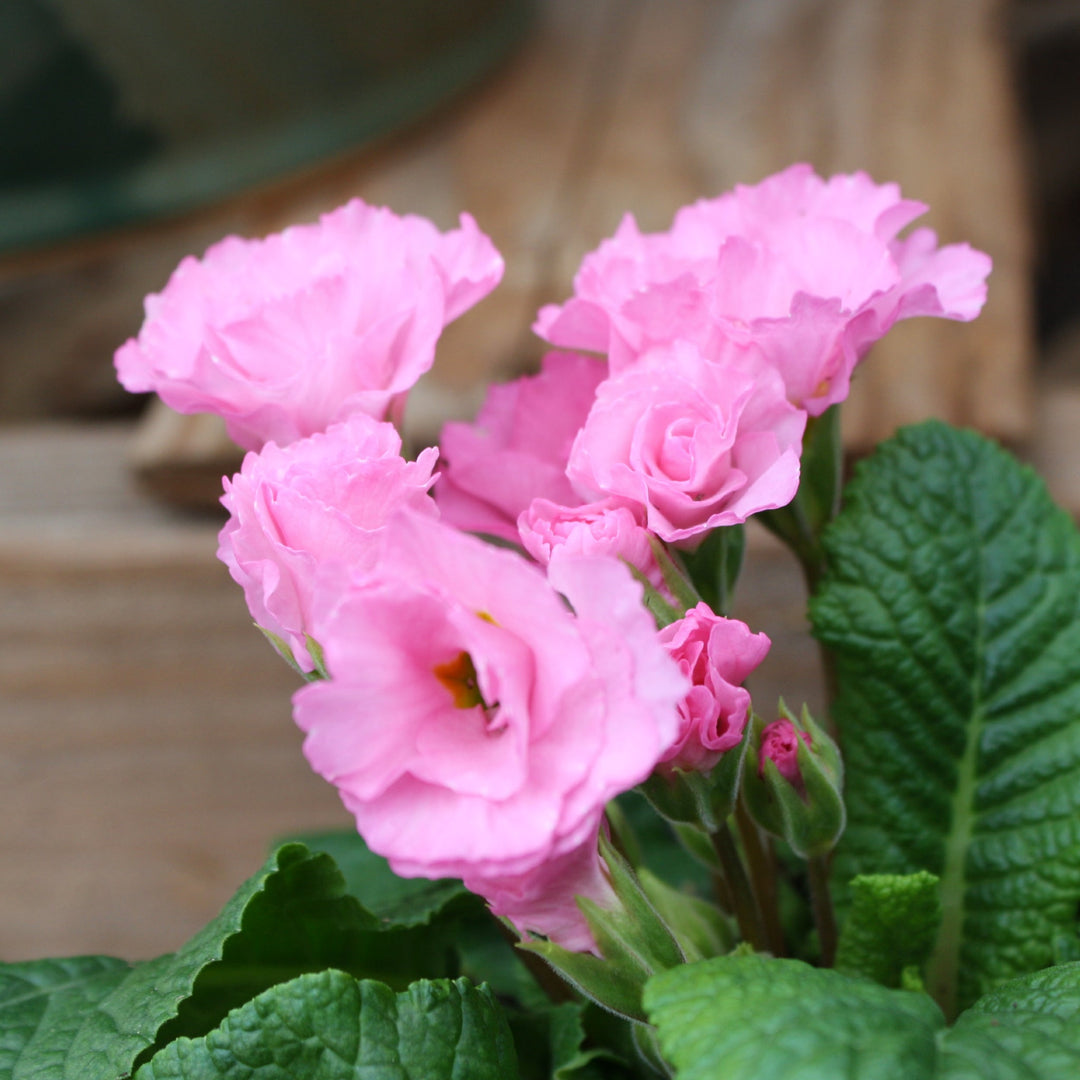 Primula acaulis Primrose Primlet, 1 Quart Annuals