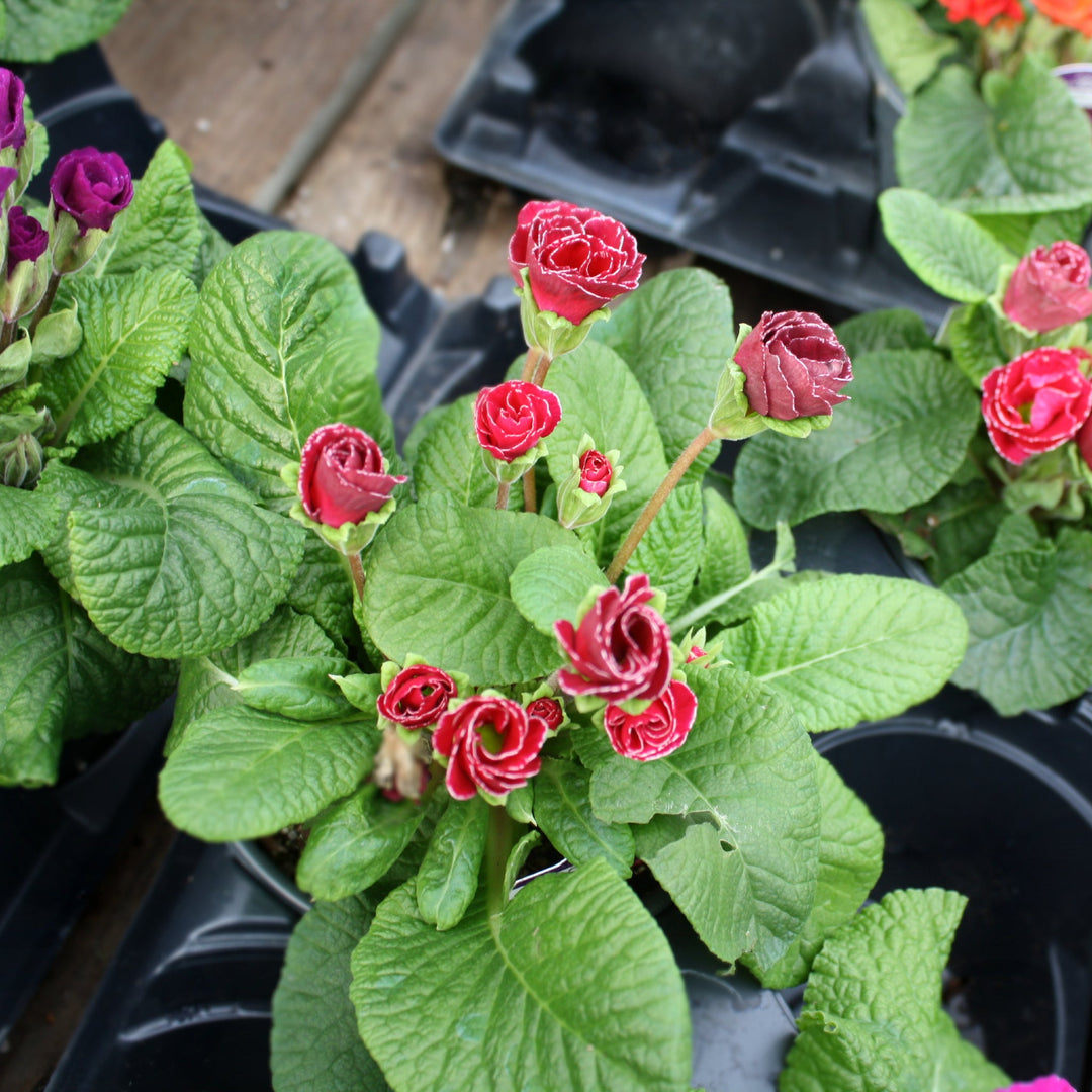 Primula acaulis Primrose Primlet, 1 Quart Annuals