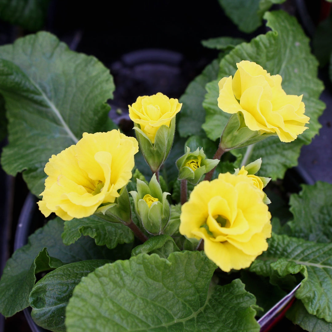 Primula acaulis Primrose Primlet, 1 Quart Annuals