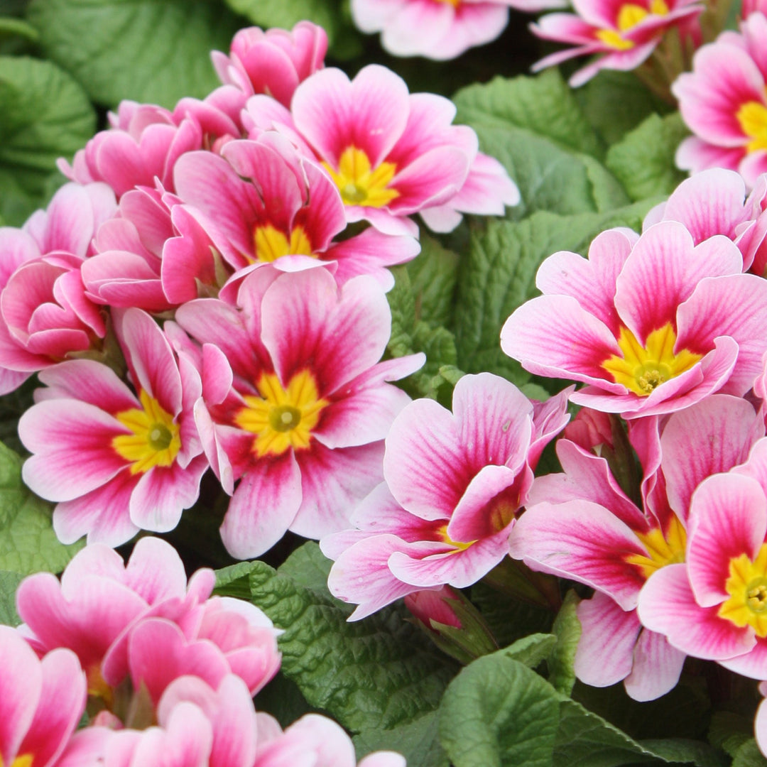 Primula vulgaris Common Primrose, 4 Inch Annuals