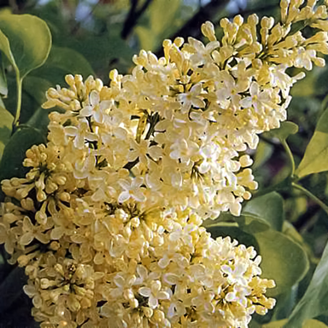 Syringa vulgaris 'Primrose' Common Lilac, Shrub