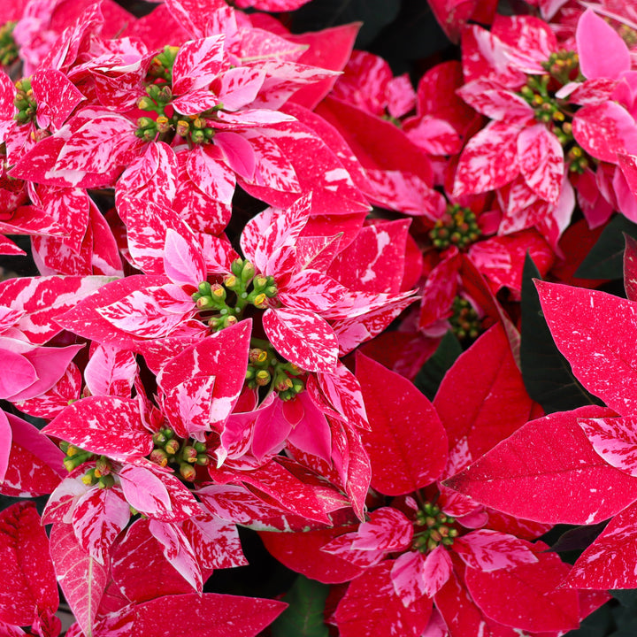 Euphorbia pulcherrima 'Princettia Sparkling Rouge' Premium Poinsettia, 4 Inch Houseplants
