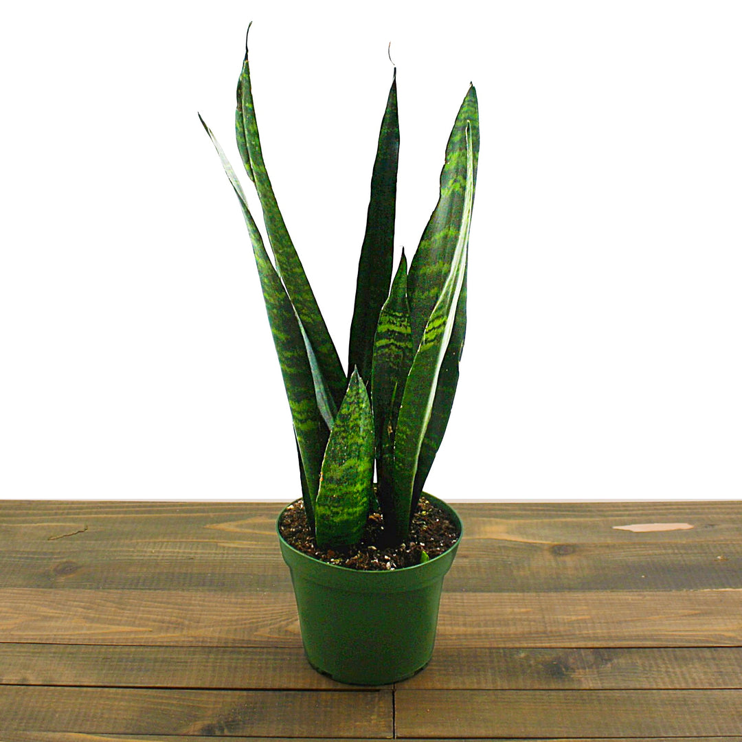 Dracaena trifasciata 'Black Coral' Sansevieria, 6 Inch Houseplants
