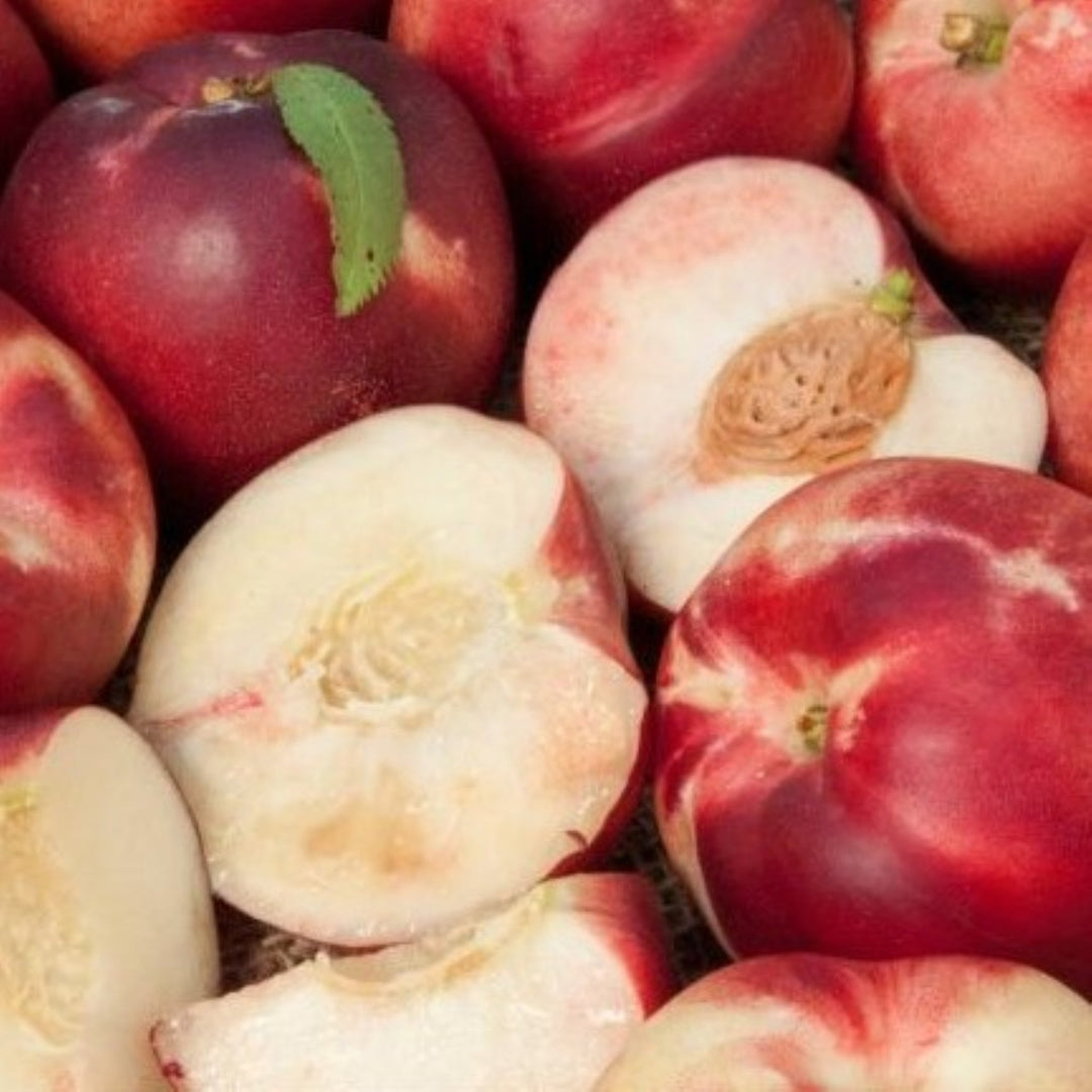 Prunus persica var. nucipersica 'Arctic Babe' Semi-Dwarf Nectarine, Bare Root Trees