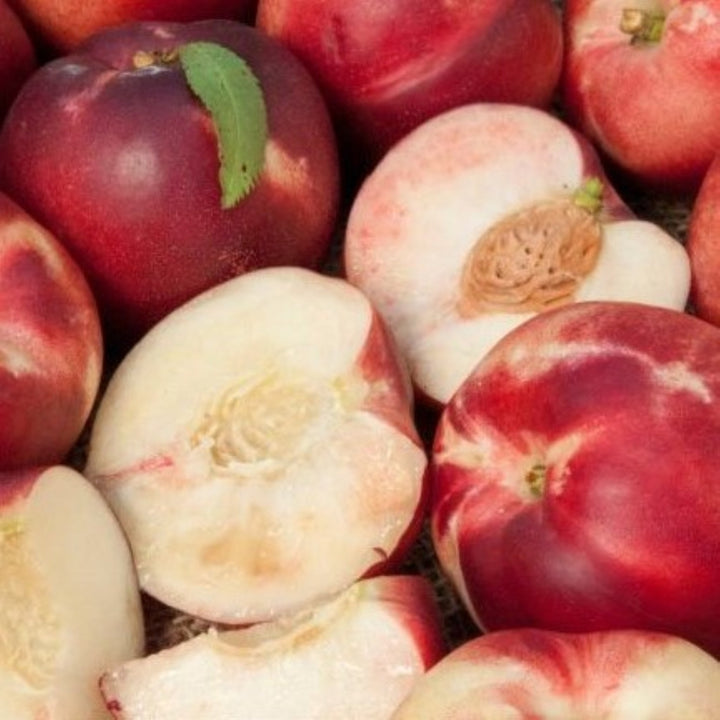 Prunus persica var. nucipersica 'Arctic Babe' Semi-Dwarf Nectarine, Bare Root Trees