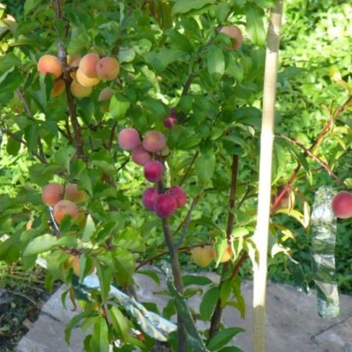 Bare Root Semi-Dwarf Peach