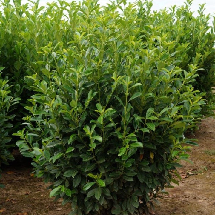 Prunus laurocerasus 'Nana' English Laurel, 7 Gallon Shrubs