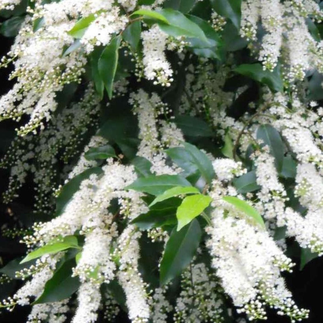 Prunus lusitanica Portugese Laurel, 7 Gallon Shrubs