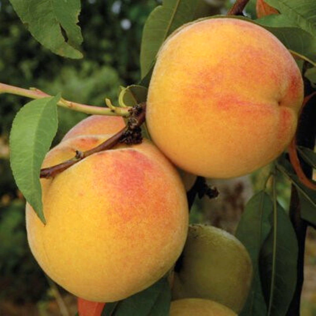 Prunus persica 'Oregon Curl Free' Semi-Dwarf Peach, Bare Root Trees