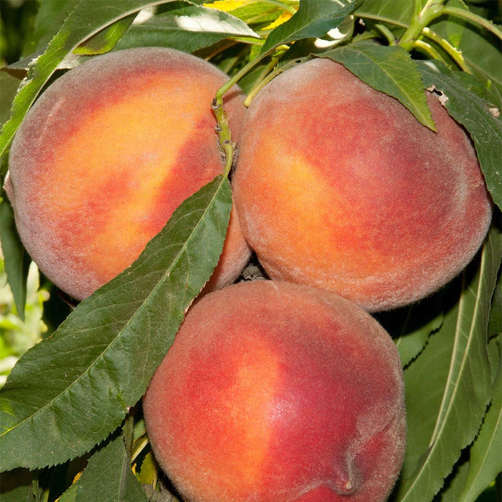 Prunus persica 'Pix Zee' Semi-Dwarf Peach, Bare Root Trees