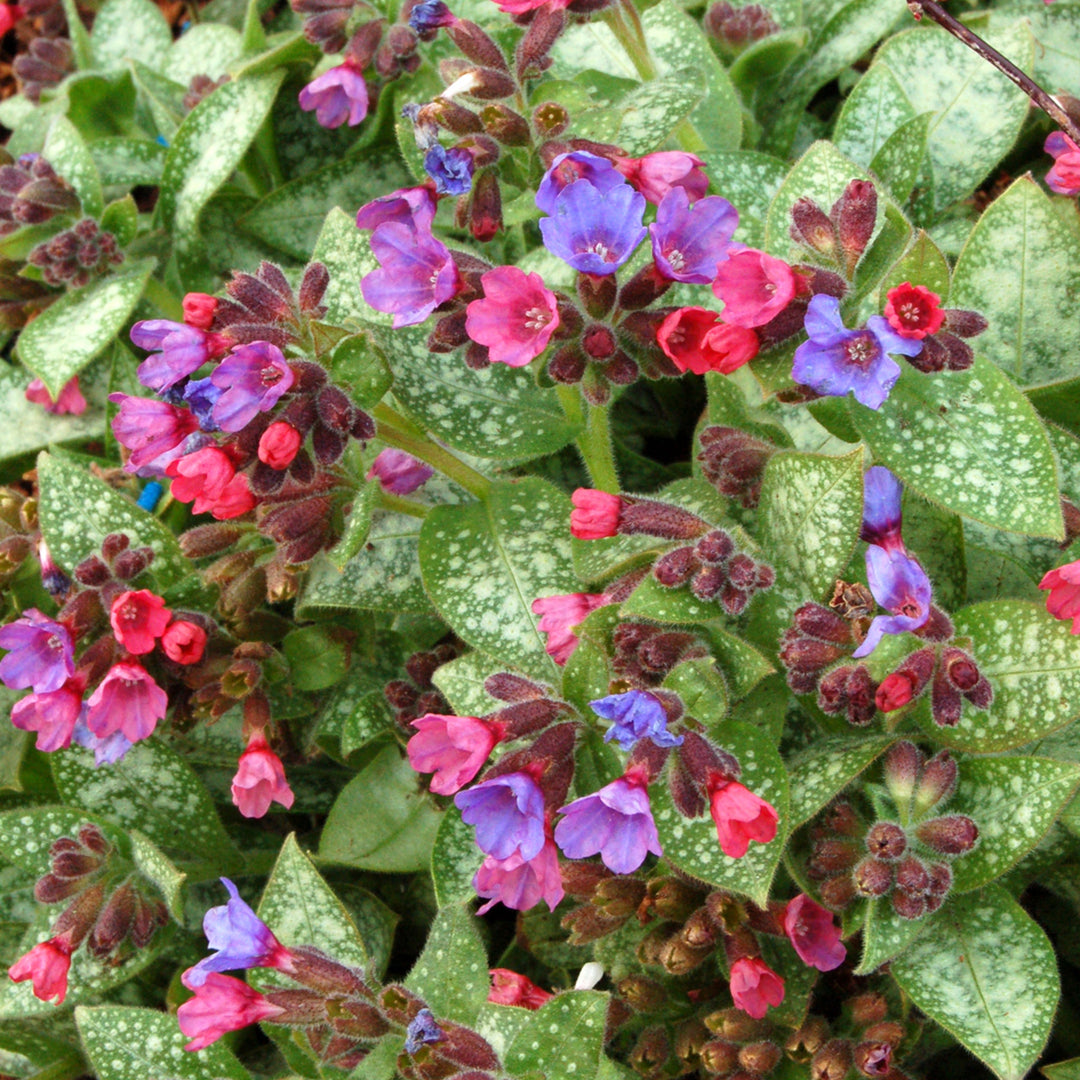 Pulmonaria 'Dark Vader' Pulmonaria, 1 Gallon Perennials