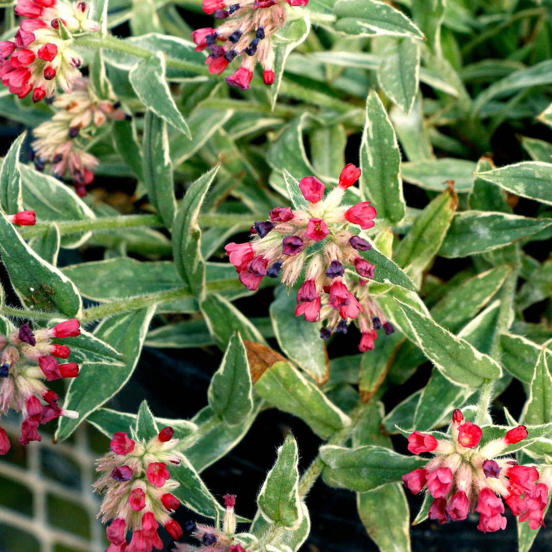 Pulmonaria 'Raspberry Frost' PPAF Pulmonaria, 1 Gallon Perennials