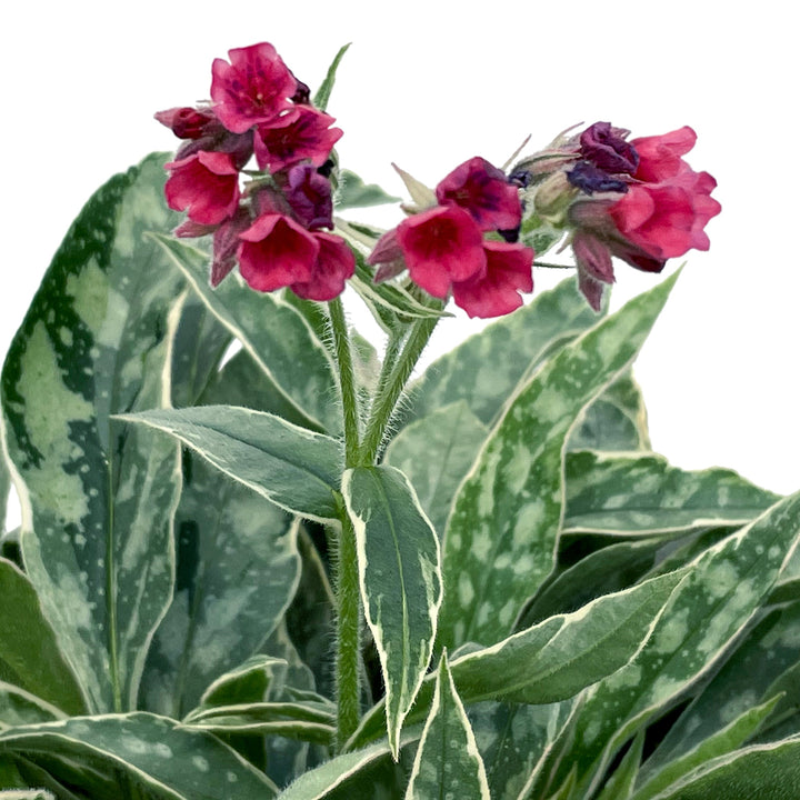 Pulmonaria 'Raspberry Frost' PPAF Pulmonaria, 1 Gallon Perennials
