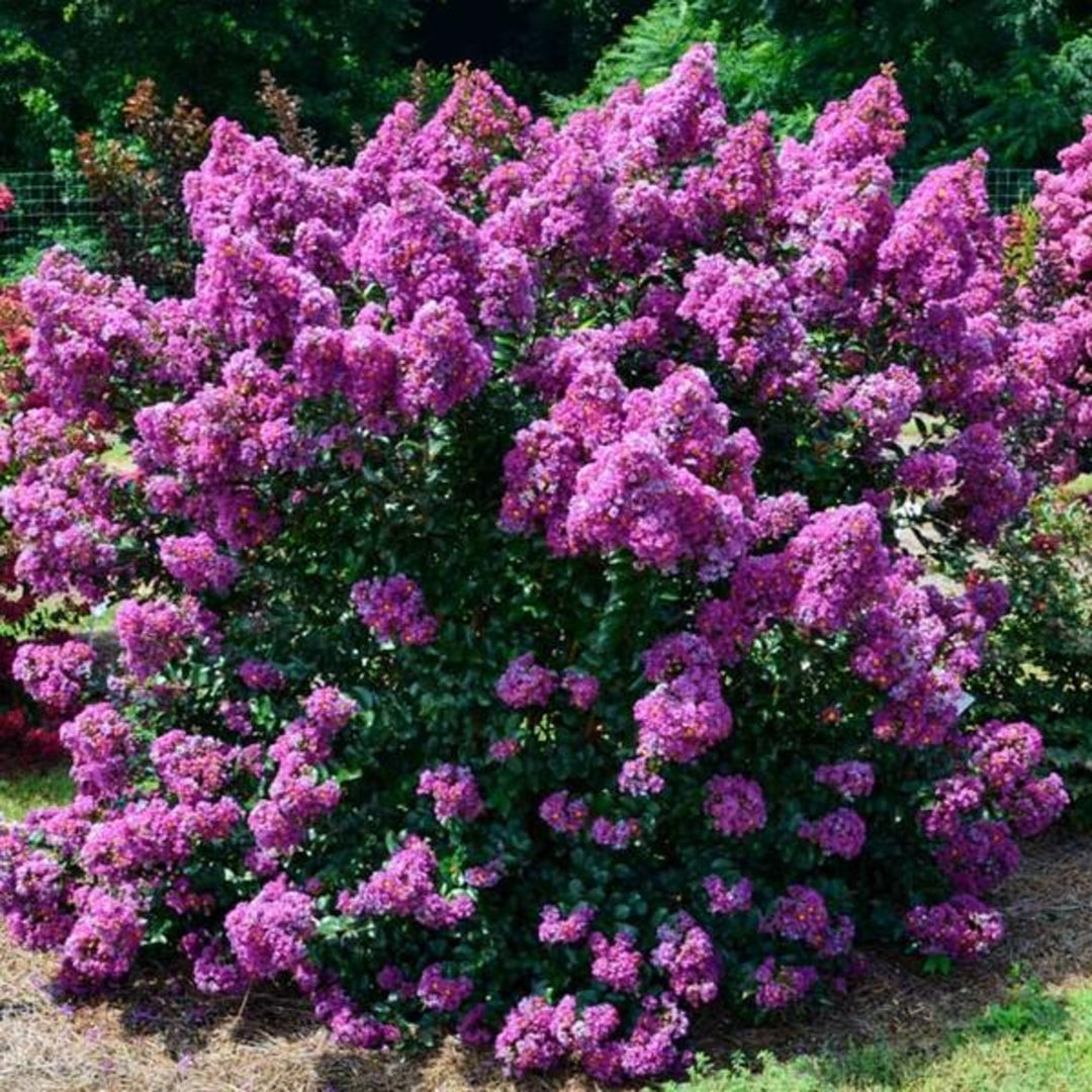 Lagerstroemia indica 'Purple Magic' PP23906 Crape Myrtle, 7 Gallon Shrubs