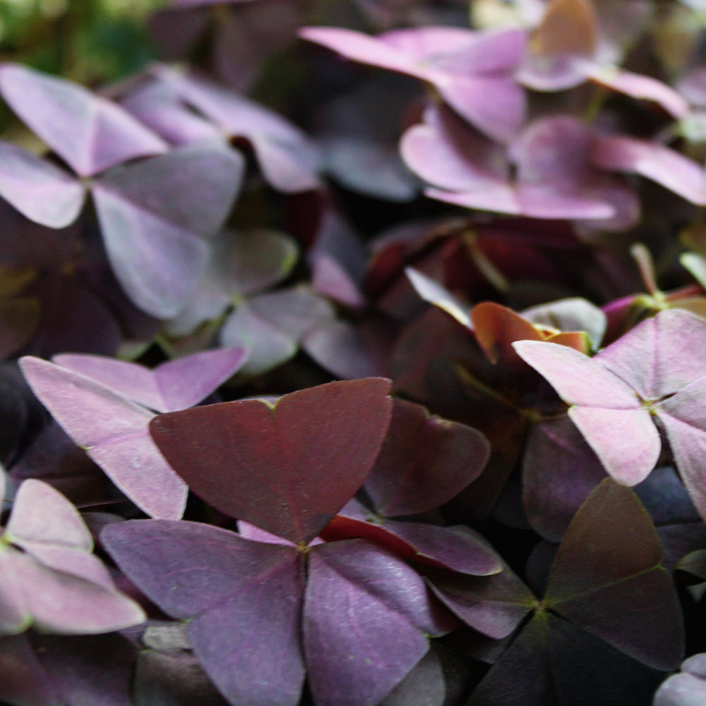 Oxalis triangularis Purple Shamrock, 4 Inch Houseplants