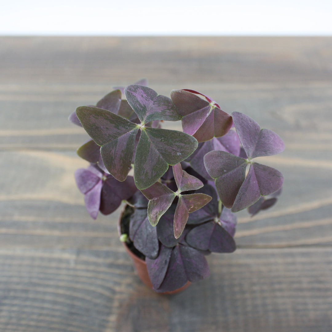 Oxalis triangularis Purple Shamrock, 2 Inch Houseplants