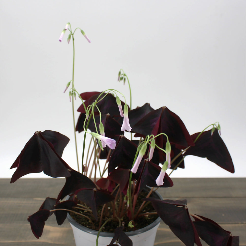 Oxalis triangularis Purple Shamrock, 6 Inch Houseplants