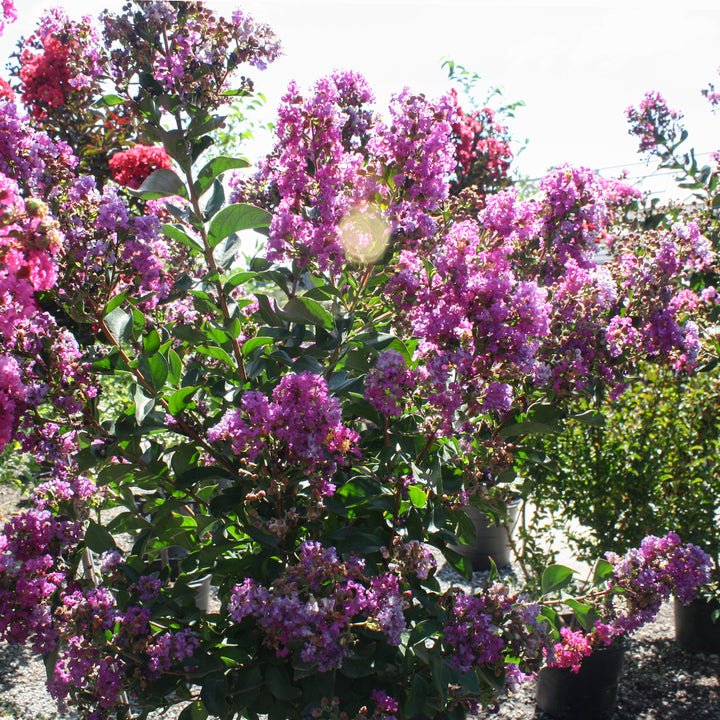 Al's Garden & Home 'Purple Star' Crape Myrtle (Lagerstroemia), 10 Gallon Standard Tree shrub