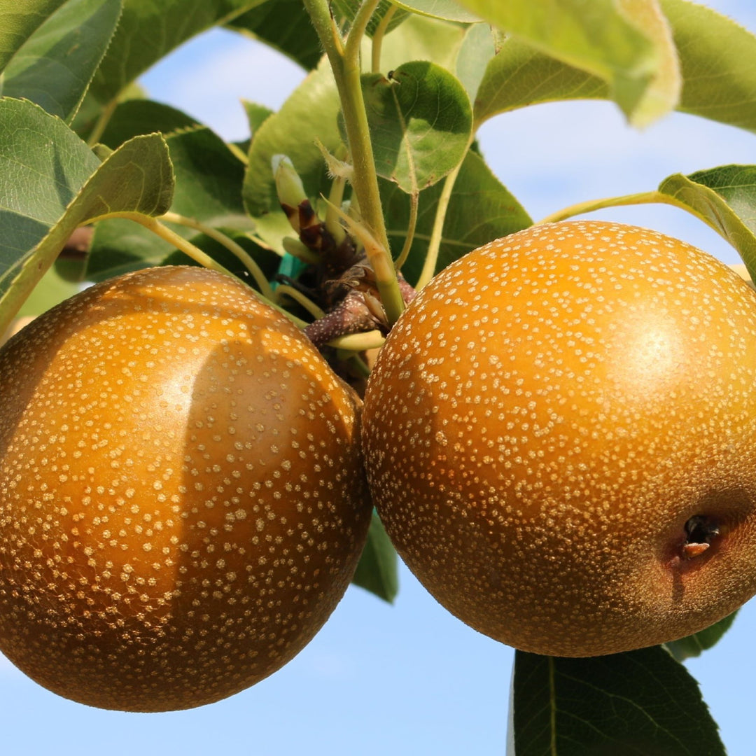 Bare Root Dwarf Asian Pear