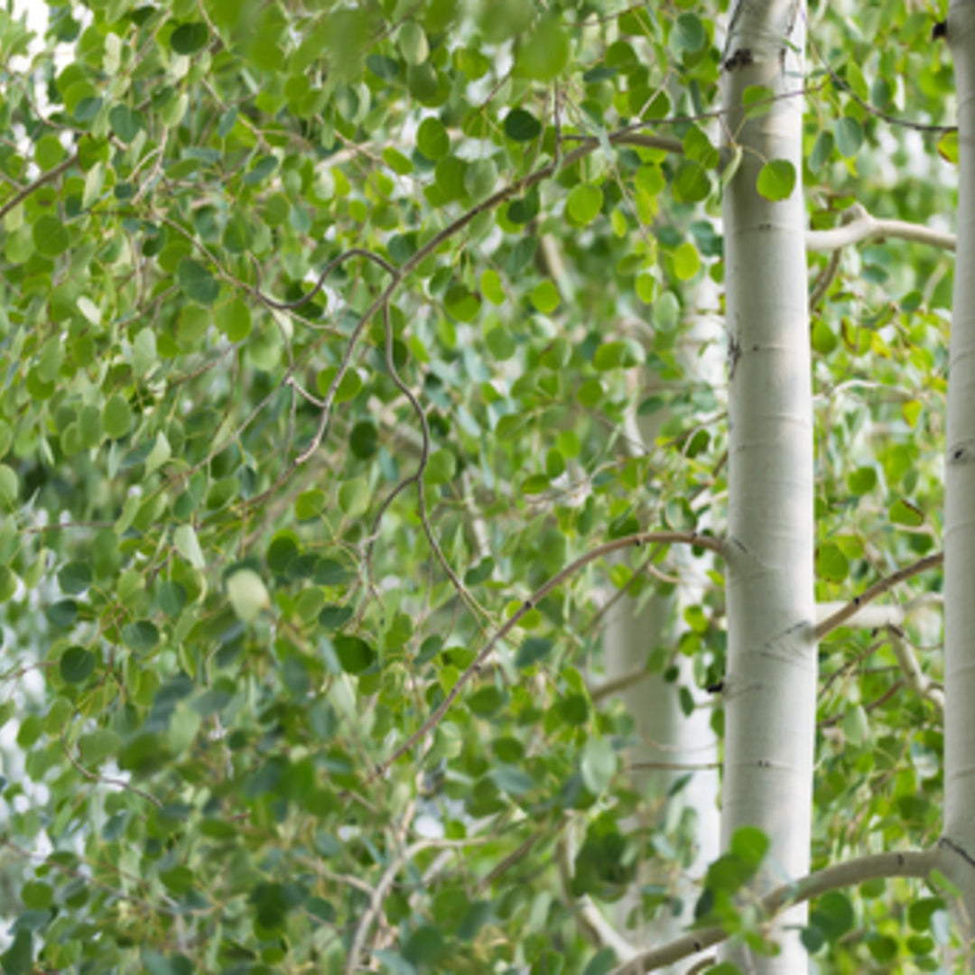 Populus tremuloides Quaking Aspen, 15 Gallon Trees