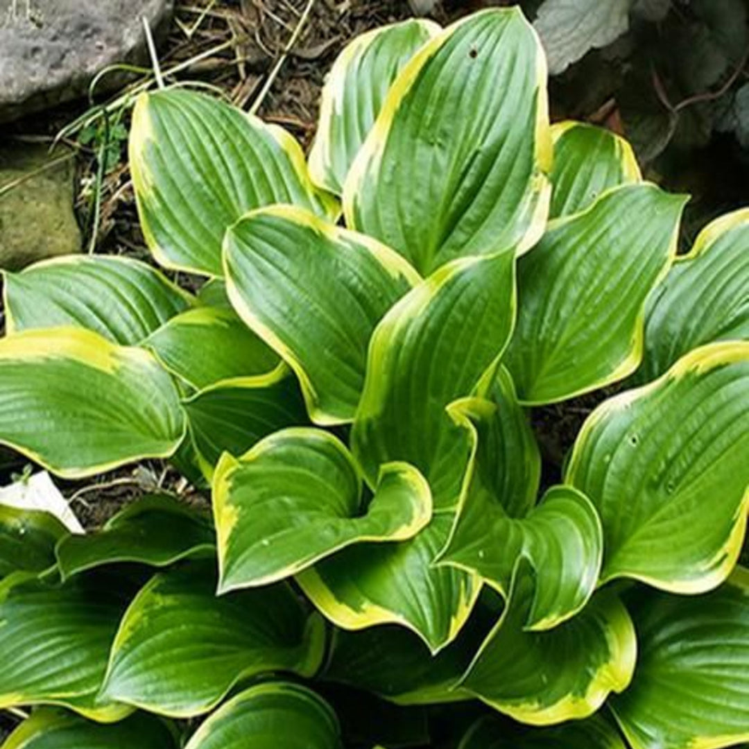 Hosta 'Queen Josephine' Hosta, 1 Gallon Perennials