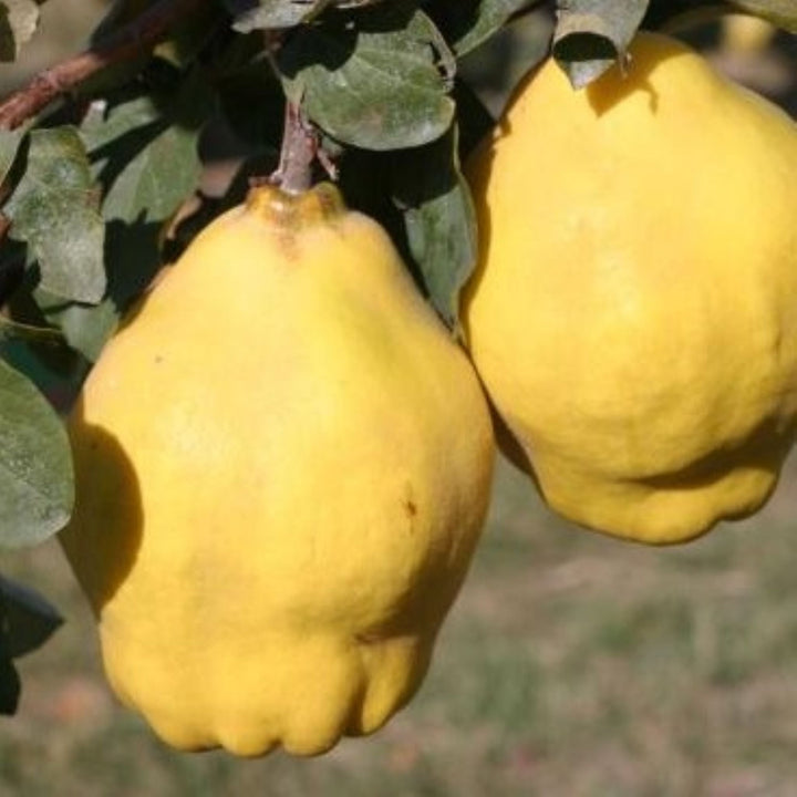 Cydonia oblonga 'Riches' Dwarf Quince, 7 Gallon Trees