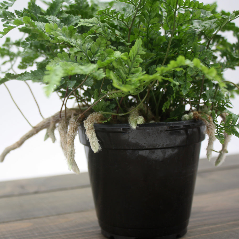 Al's Garden & Home generic Rabbit's Foot Fern (Davallia fejeensis), 4 Inch houseplant