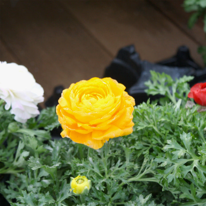 Ranunculus Ranunculus, 1 Quart Annuals
