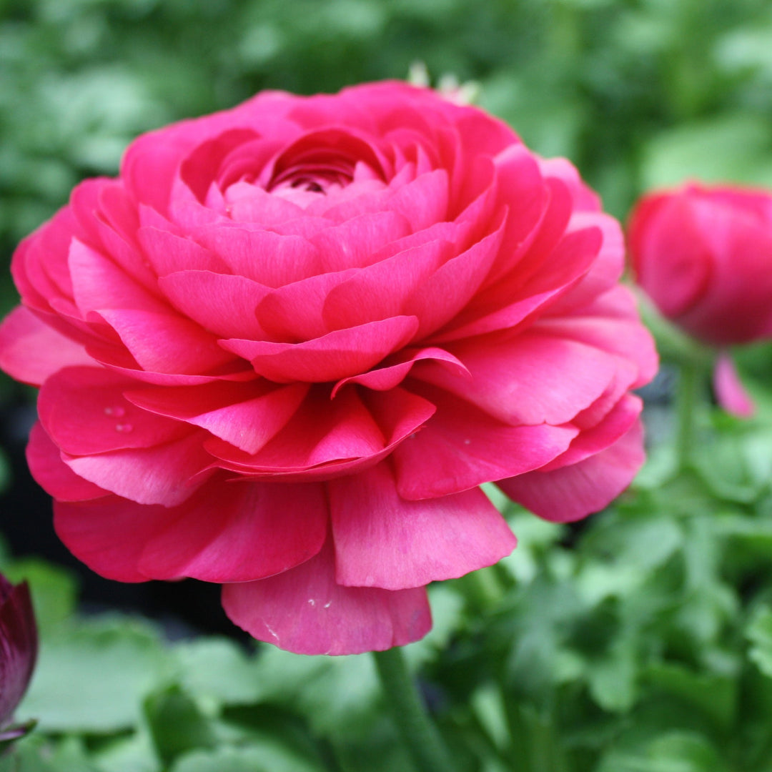 Ranunculus Ranunculus, 1 Quart Annuals
