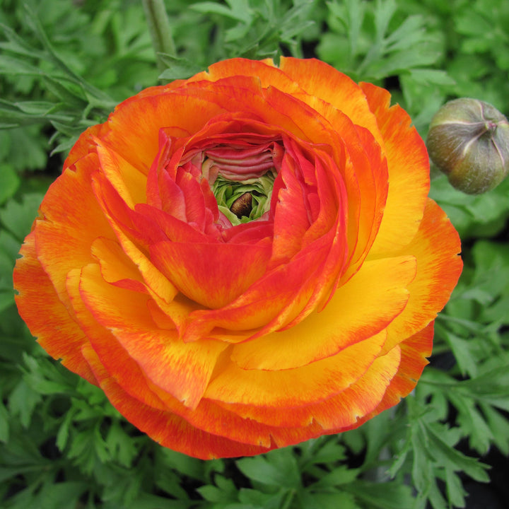 Ranunculus Ranunculus, 1 Quart Annuals