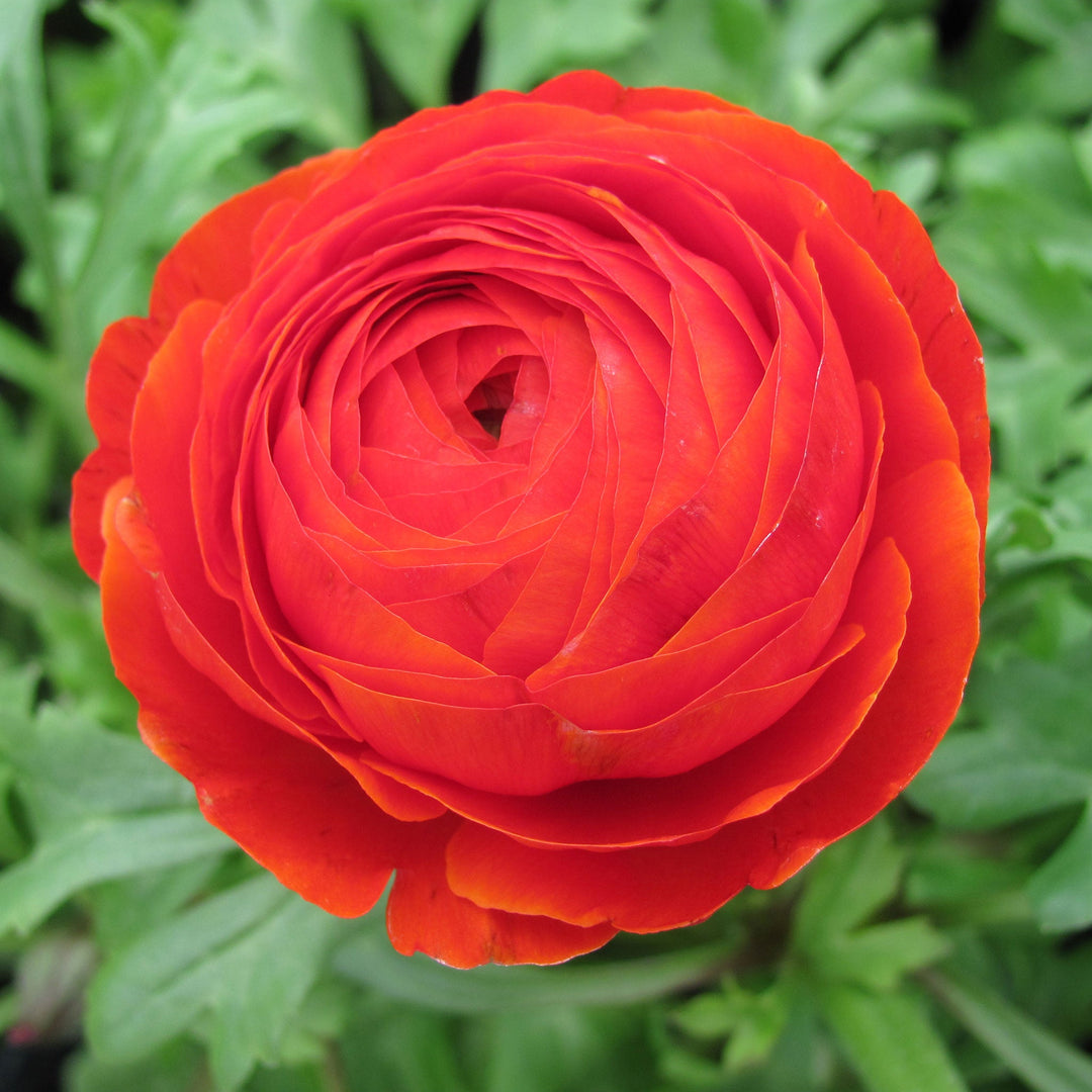 Ranunculus Ranunculus, 1 Quart Annuals