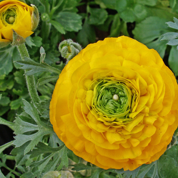 Ranunculus Ranunculus, 1 Quart Annuals